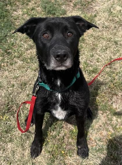 Vader, Adoptable, Adult Male Labrador Retriever & Mixed Breed.