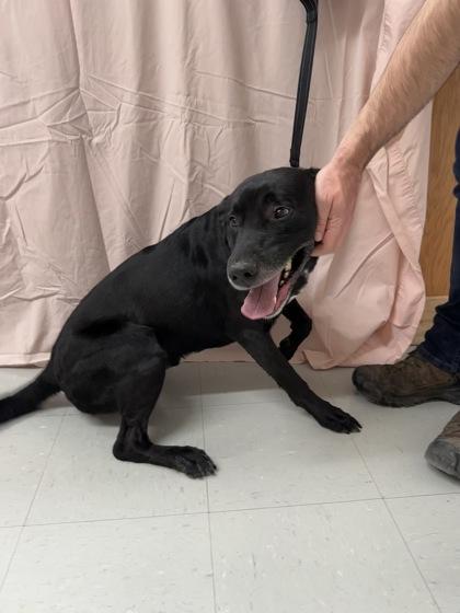 Enlarge Vader, a Adoptable mixed breed in McCook, NE image 3/3