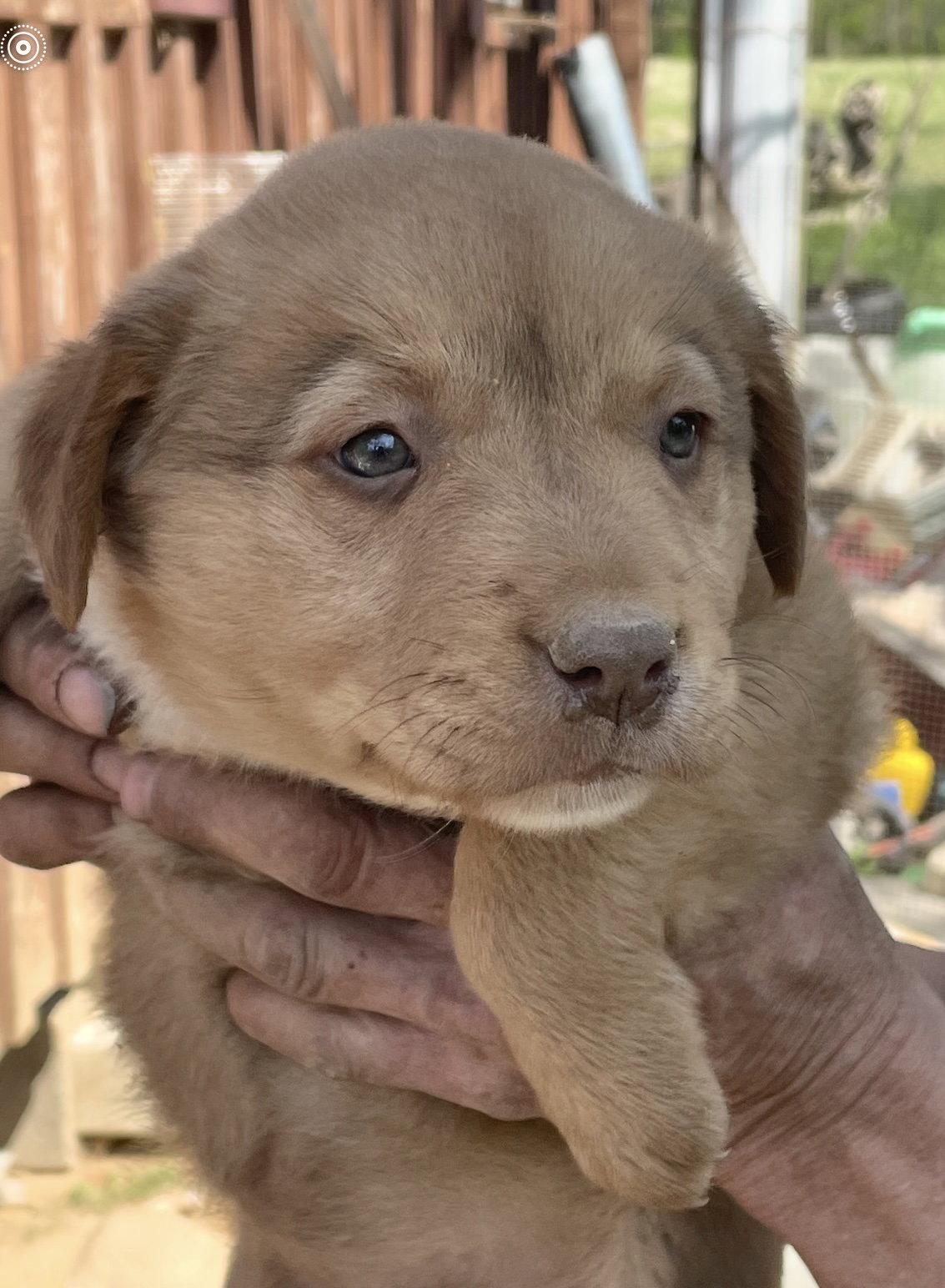 Gordy, ADOPTABLE, Puppy Male Labrador Retriever & Mixed Breed.