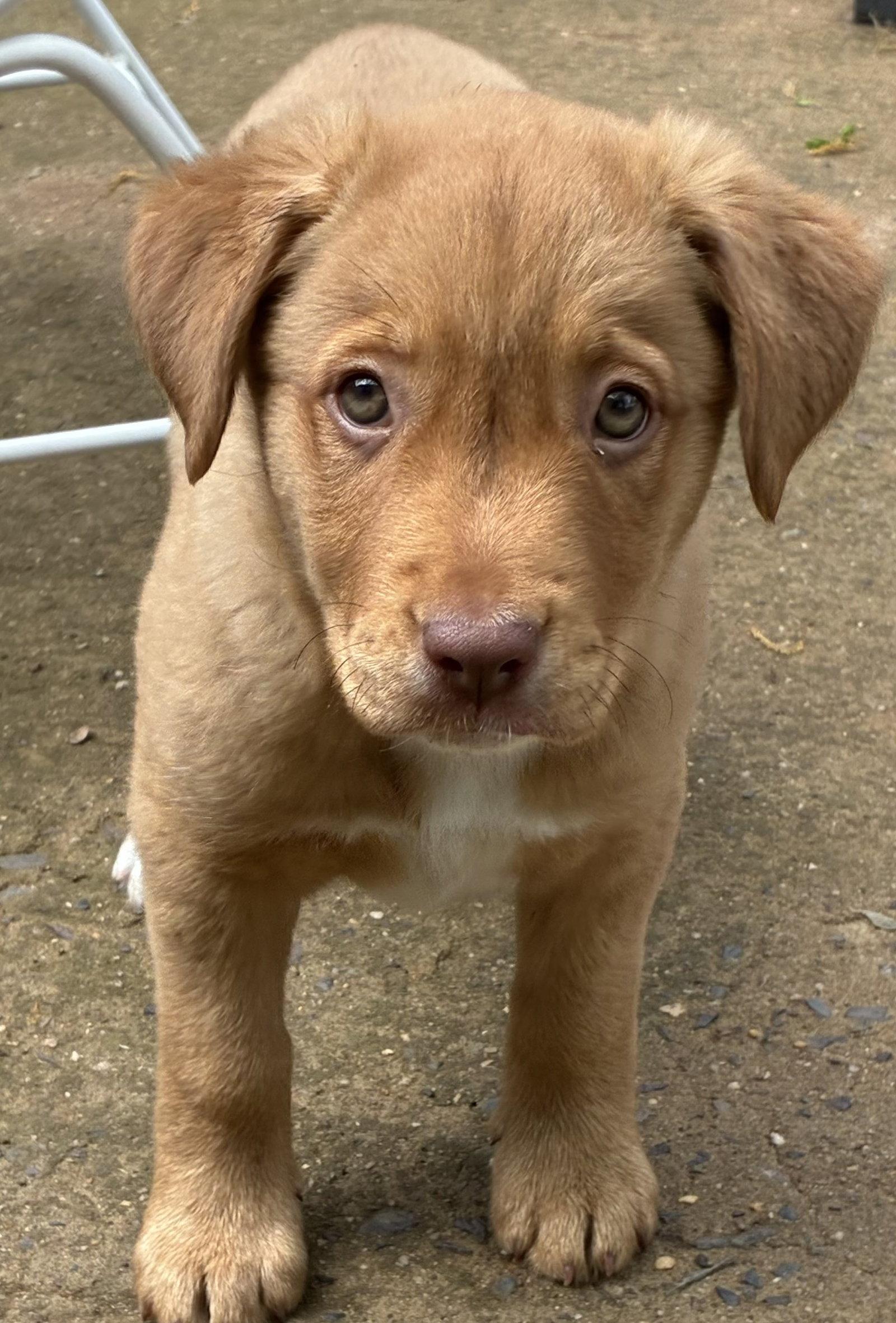 Gilda, ADOPTABLE, Puppy Female Labrador Retriever & Mixed Breed.