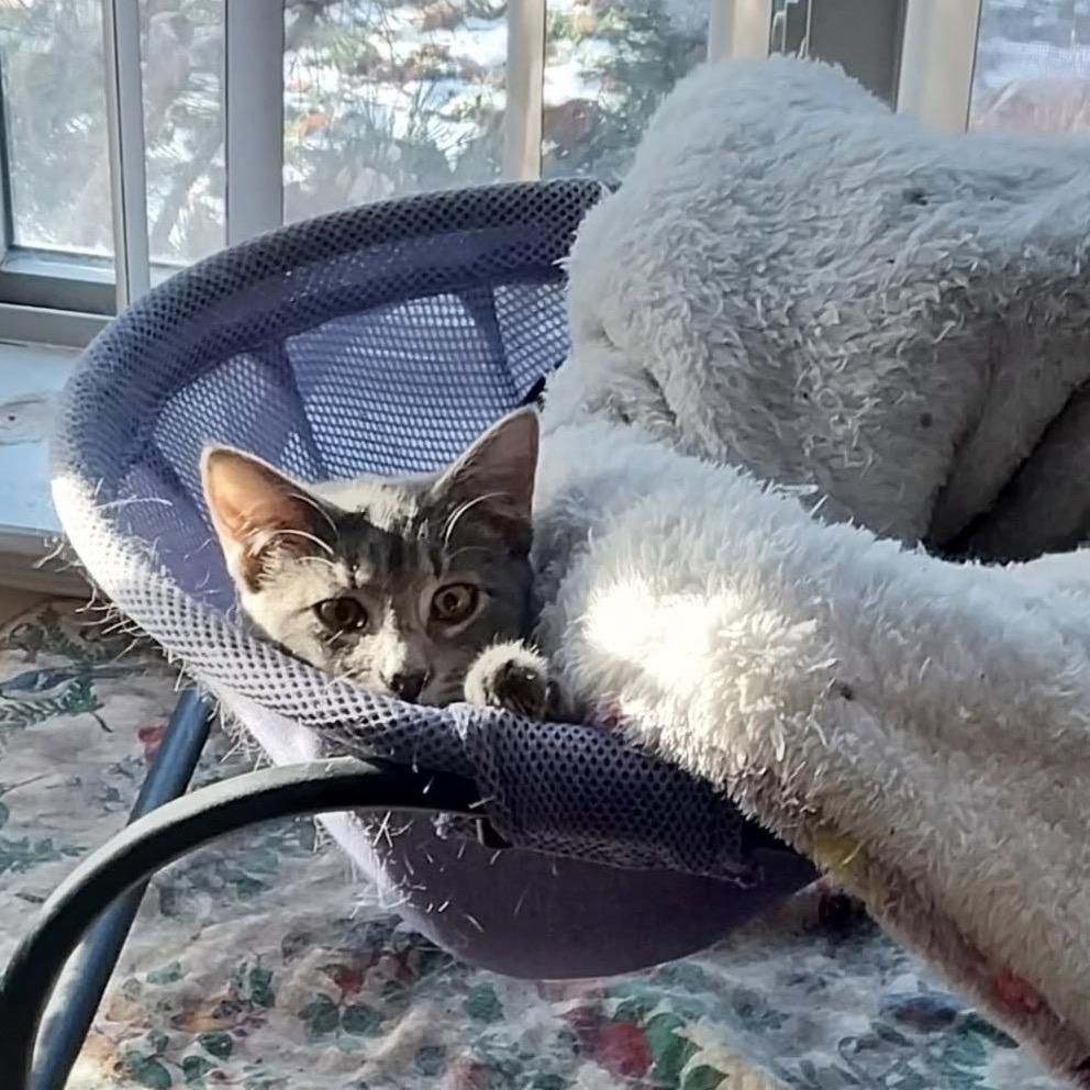 Larkyn, Adoptable, Kitten Female Domestic Short Hair.