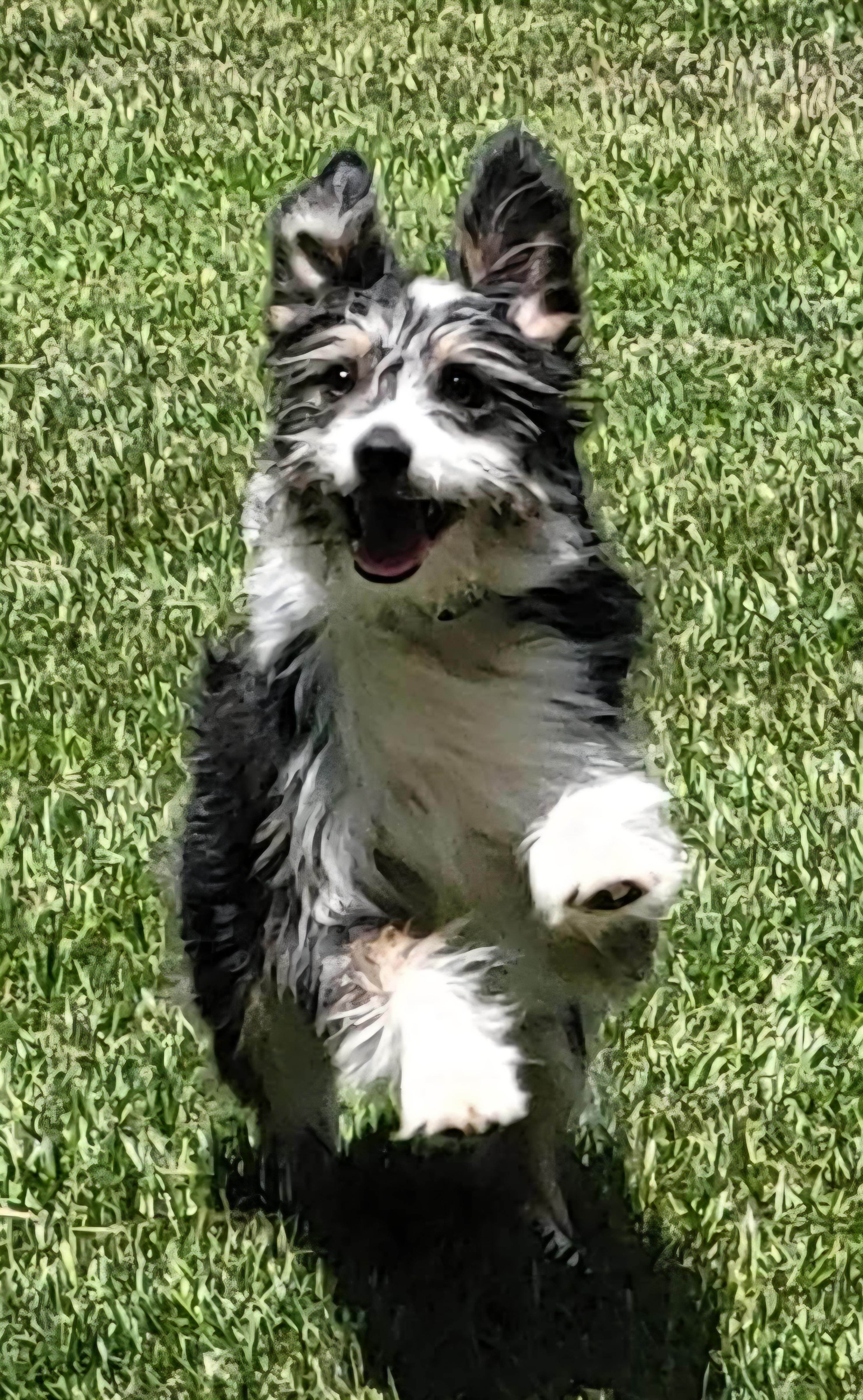 Enlarge Frankie, a ADOPTABLE mixed breed in Longview, TX image 2/4