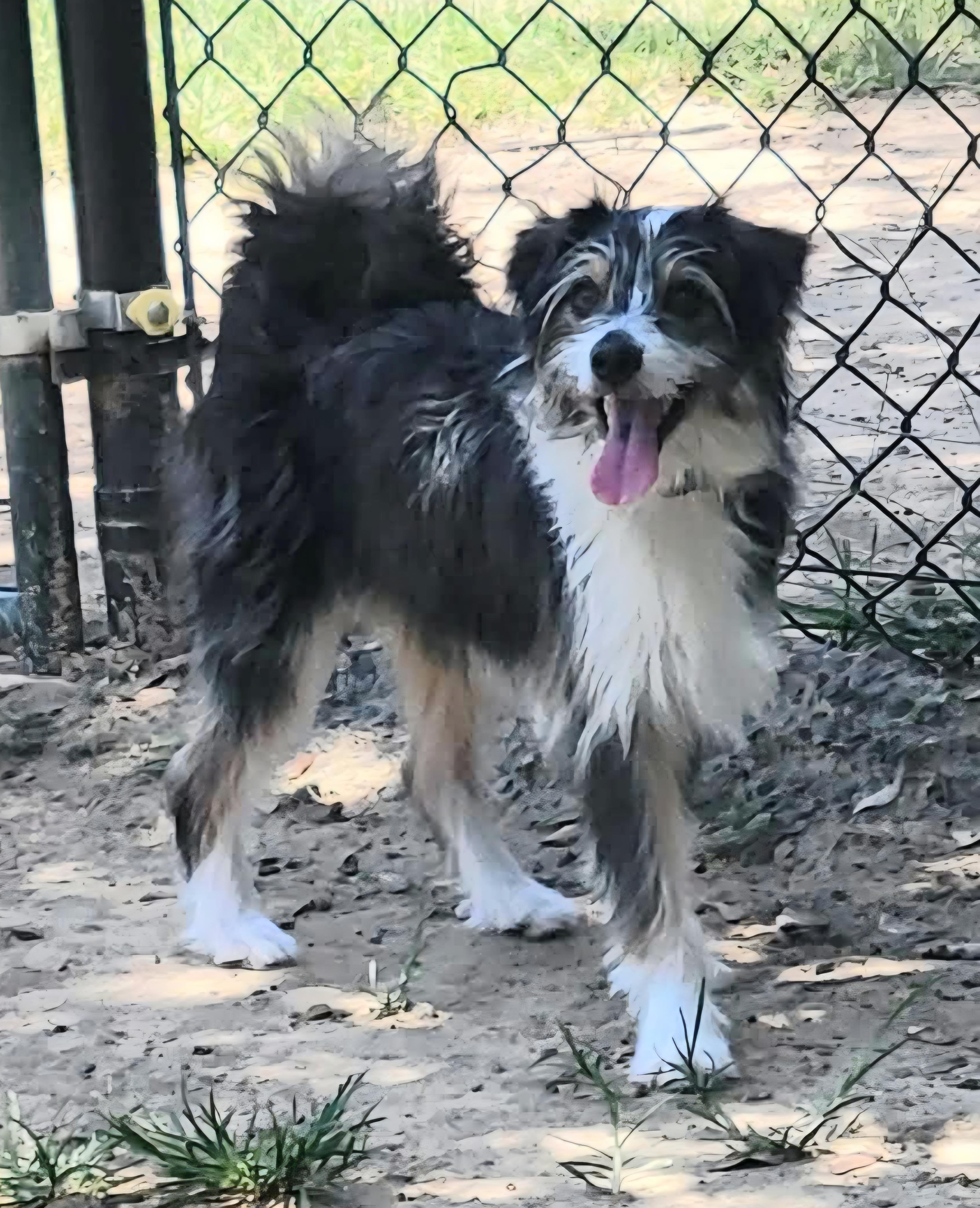 Enlarge Frankie, a ADOPTABLE mixed breed in Longview, TX image 1/4