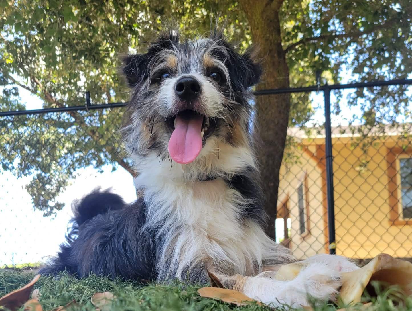 Enlarge Frankie, a ADOPTABLE mixed breed in Longview, TX image 4/4