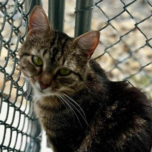 Christal, ADOPTABLE, Adult Female Domestic Short Hair.