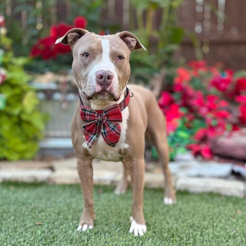Romeo, ADOPTABLE, Young Male Pit Bull Terrier.
