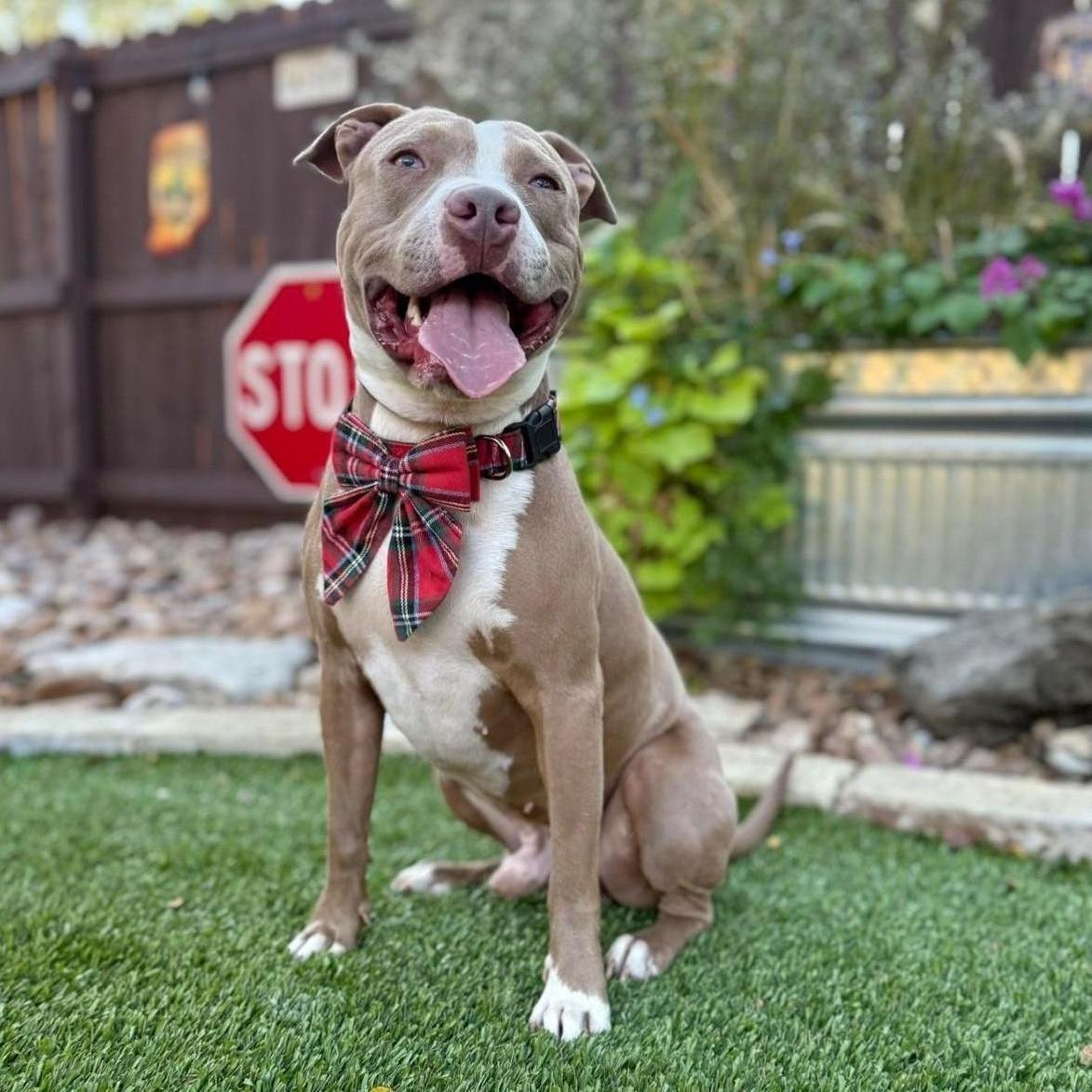 Romeo, a ADOPTABLE Pit Bull Terrier in Southport, CT image 5/5