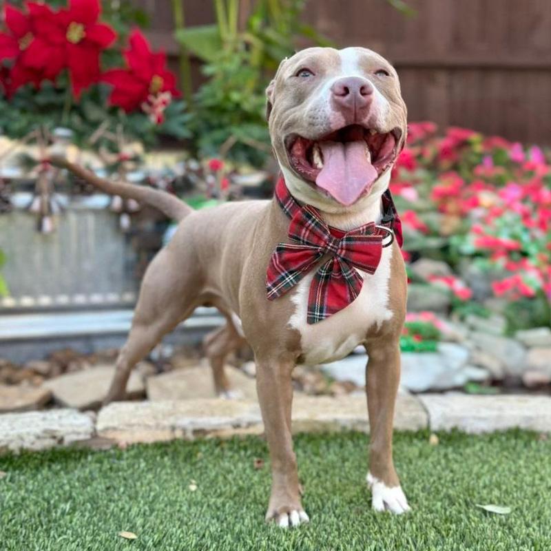 Romeo, a ADOPTABLE Pit Bull Terrier in Southport, CT image 4/5