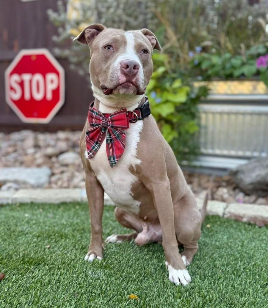 Romeo, a ADOPTABLE Pit Bull Terrier in Southport, CT image 2/5