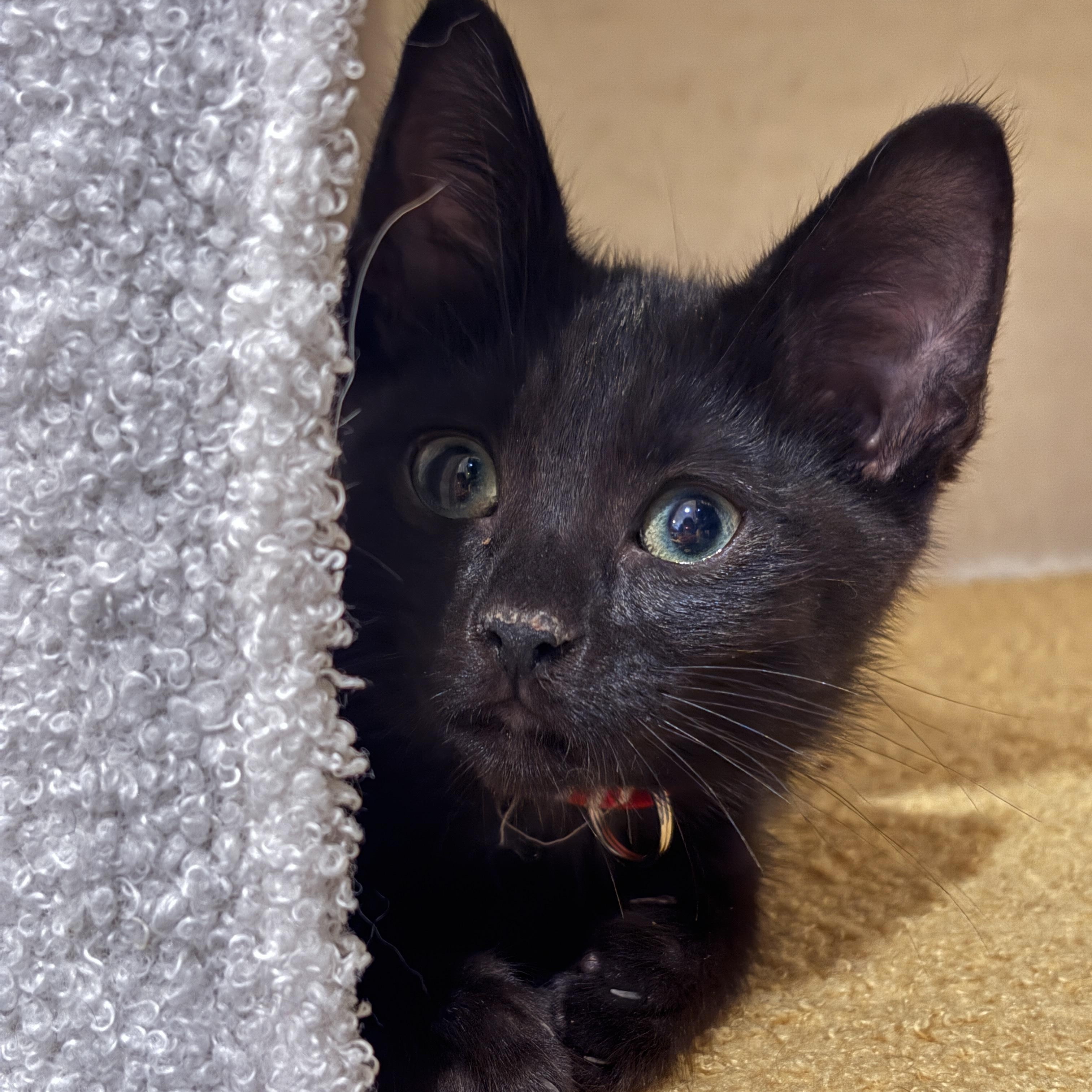 Little Chefs - Ina Garten, an adoptable mixed breed in Santa Clara, CA image 1/5