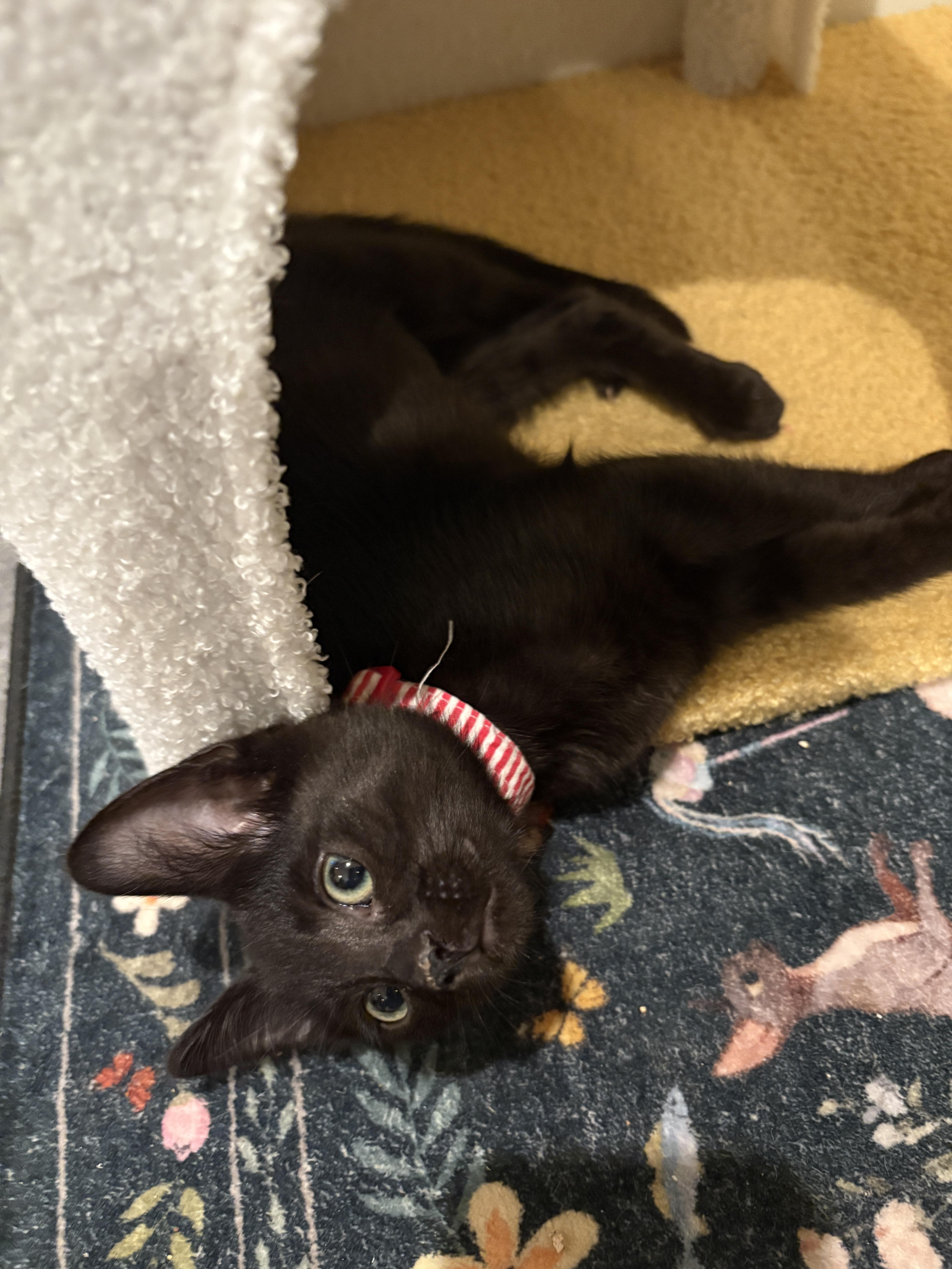 Little Chefs - Ina Garten, an adoptable mixed breed in Santa Clara, CA image 5/5