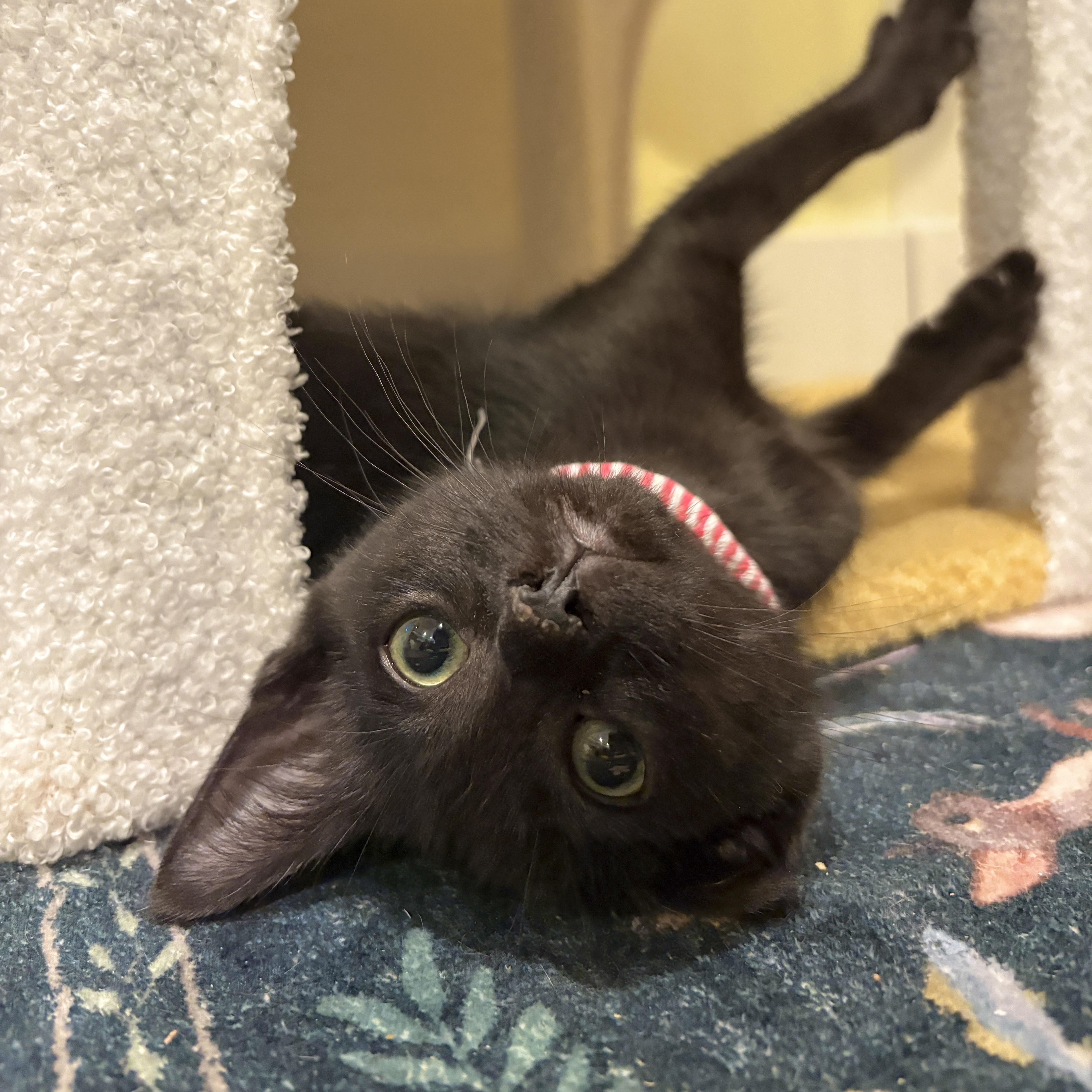 Little Chefs - Ina Garten, an adoptable mixed breed in Santa Clara, CA image 2/5