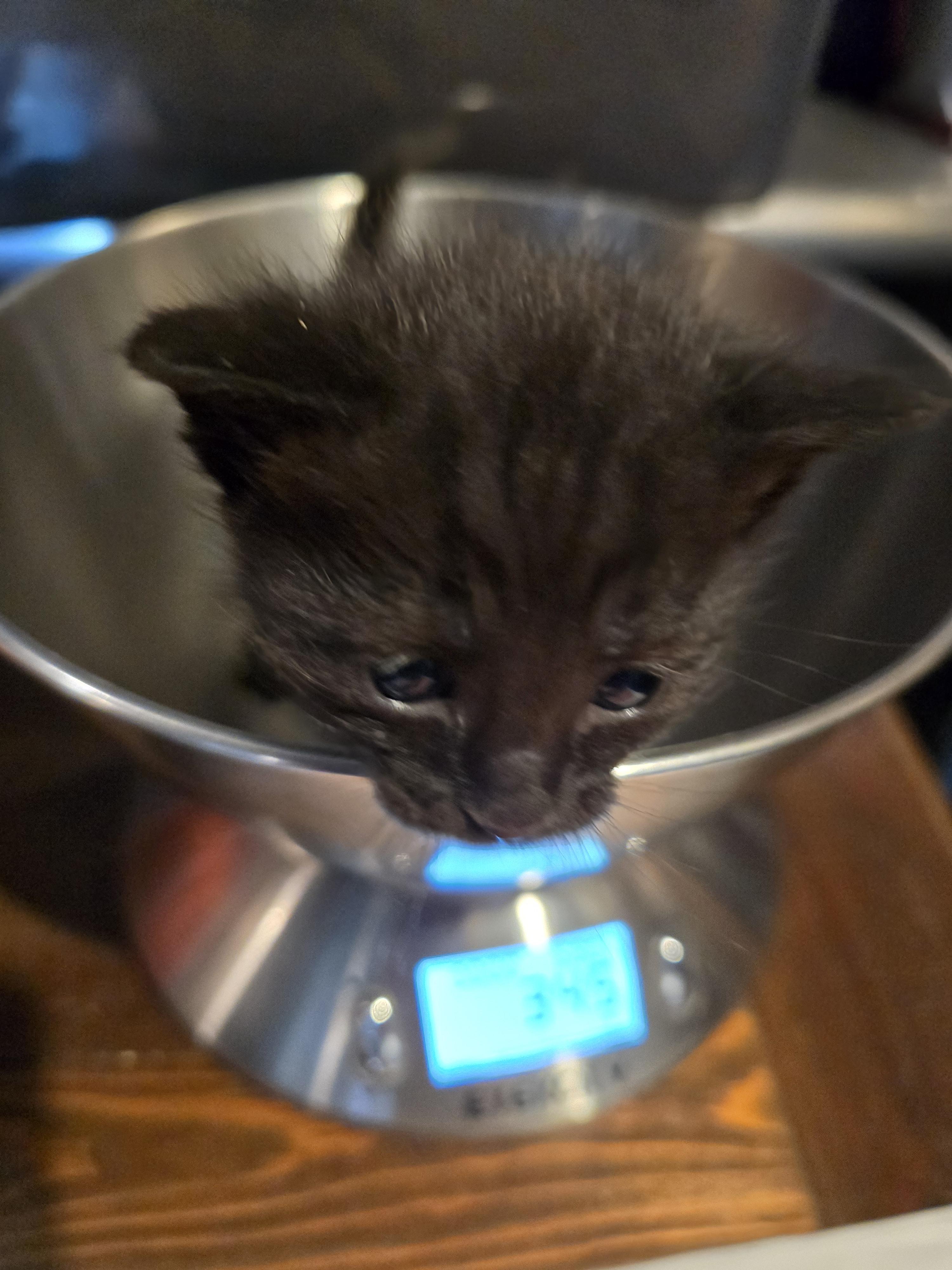 Little Chefs - Ina Garten, an adoptable mixed breed in Santa Clara, CA image 2/2