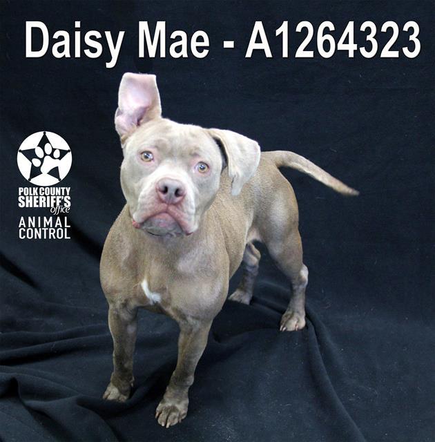 DAISY MAE, Adoptable, Young Female American Bulldog & Mixed Breed.