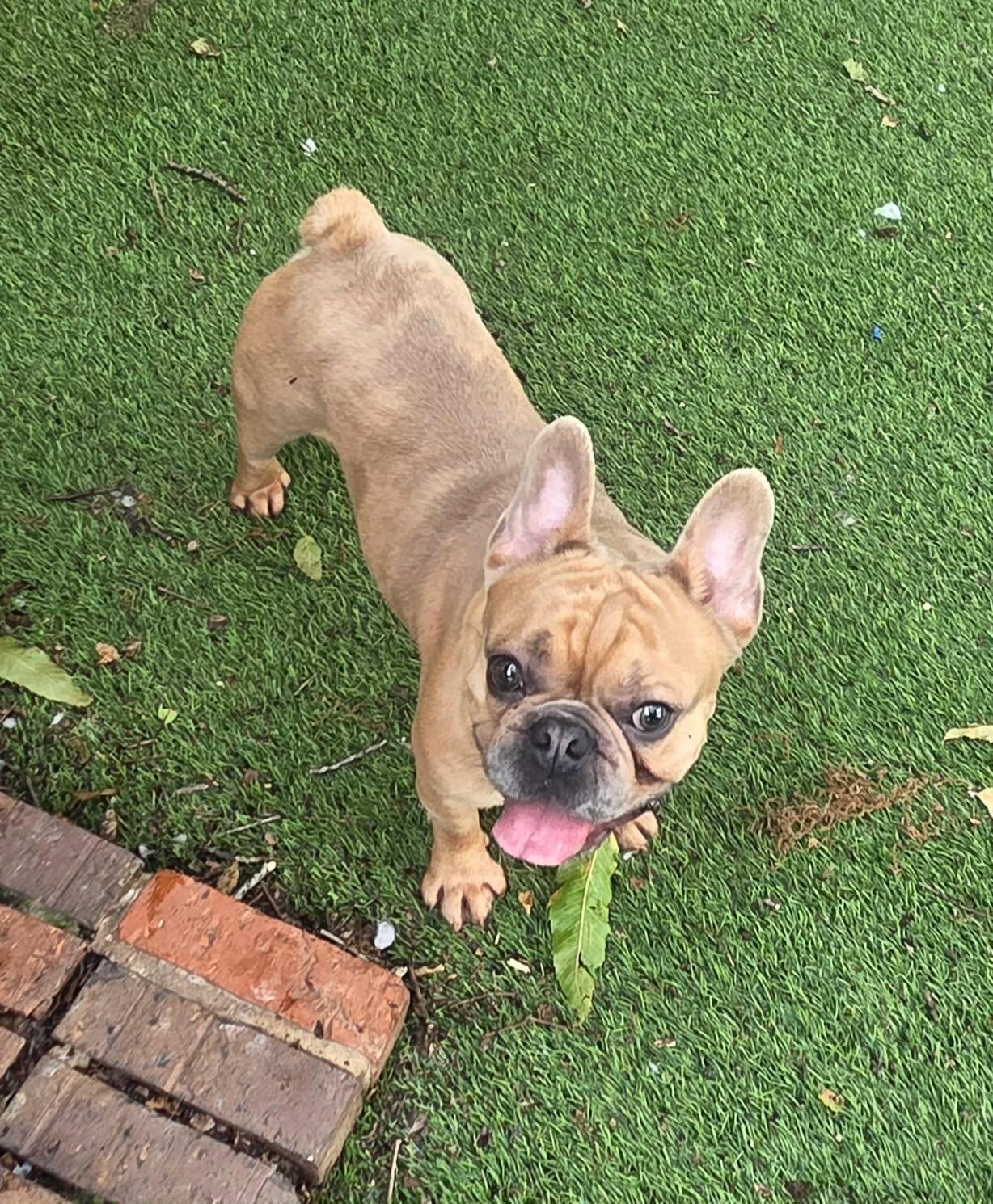 Resno, ADOPTABLE, Adult Male French Bulldog.