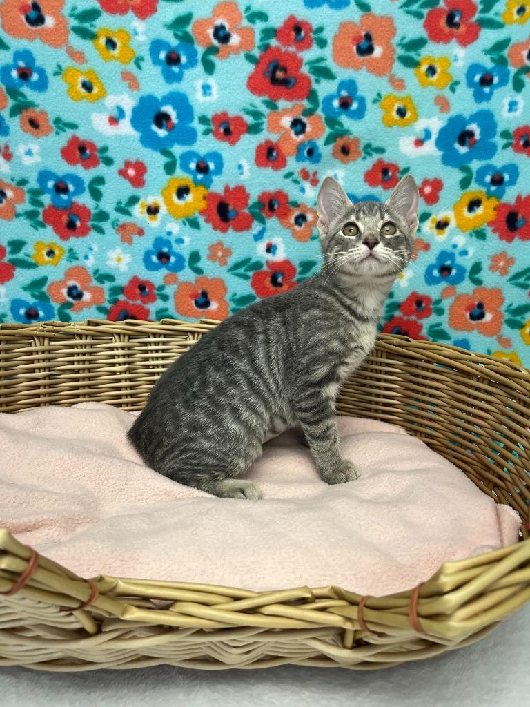 Allison, Young Female Domestic Short Hair