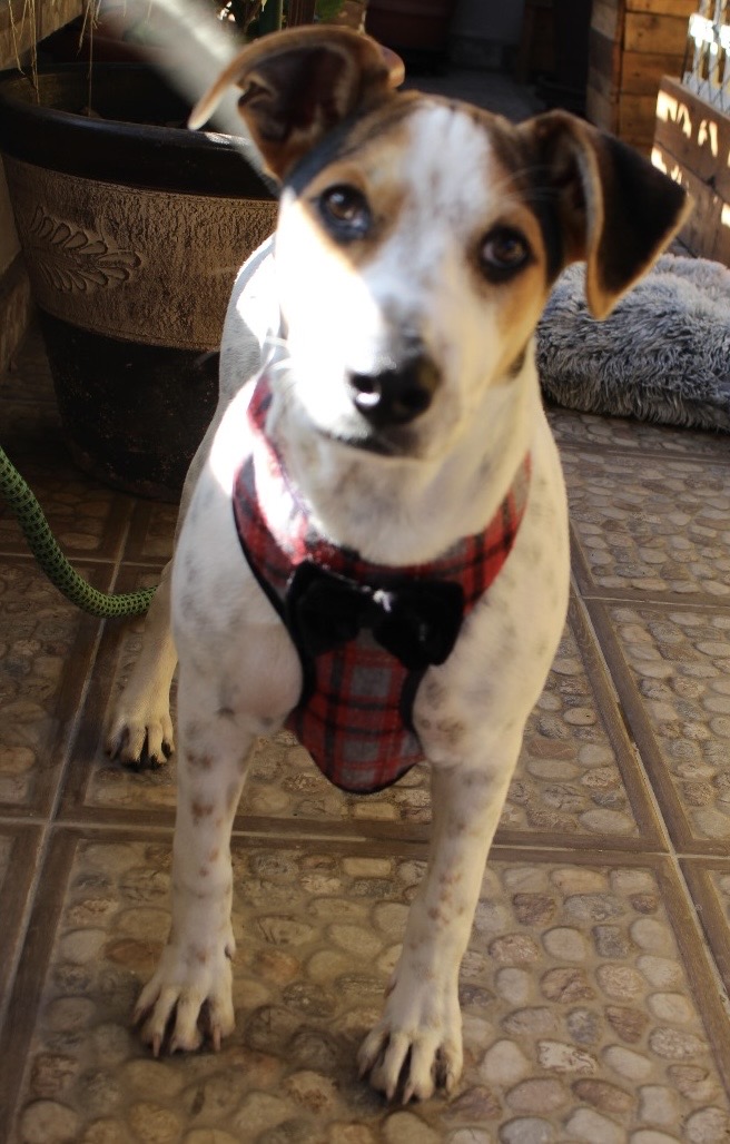 Manchas, Adoptable, Puppy Male Jack Russell Terrier & Pointer.