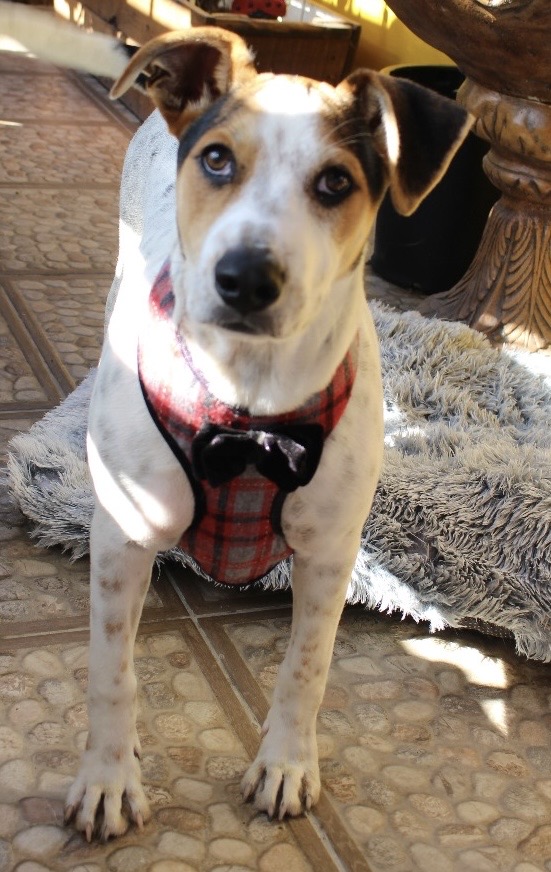 Manchas, a Adoptable mixed breed in San Diego, CA image 2/5