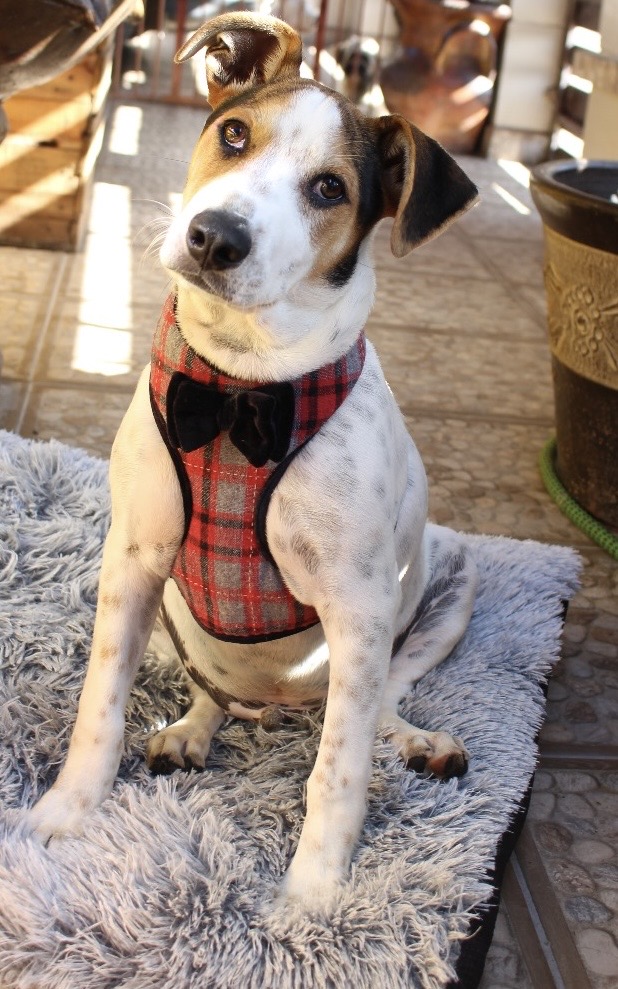 Manchas, a Adoptable mixed breed in San Diego, CA image 3/5