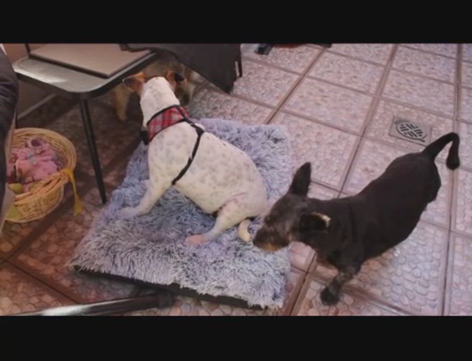 Enlarge Manchas, a Adoptable mixed breed in San Diego, CA video 4/5