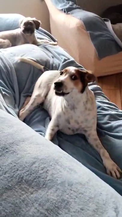 Enlarge Manchas, a Adoptable mixed breed in San Diego, CA video 5/5