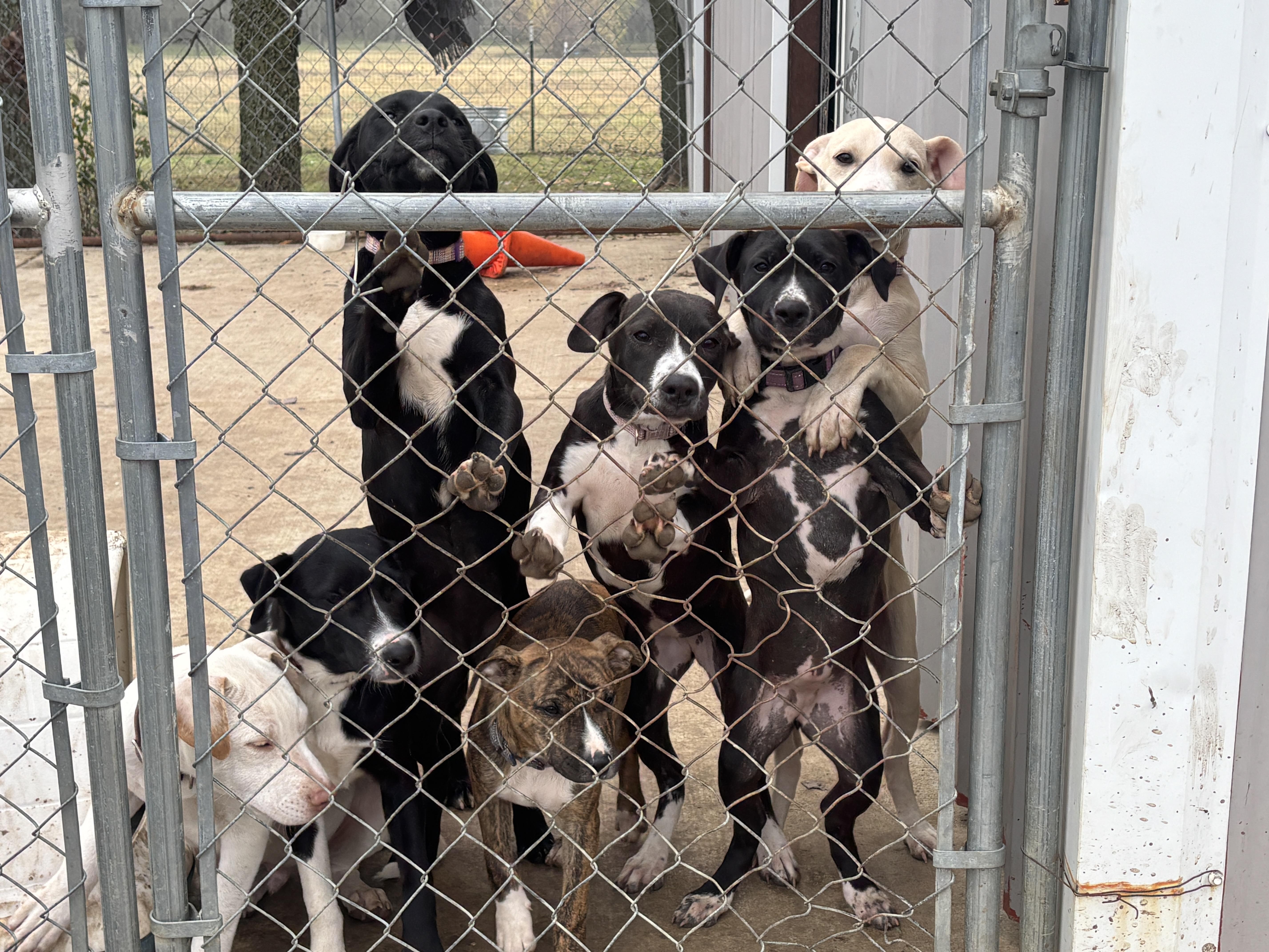 Enlarge Puppies!, a Adoptable mixed breed in Cincinnati, OH image 2/6