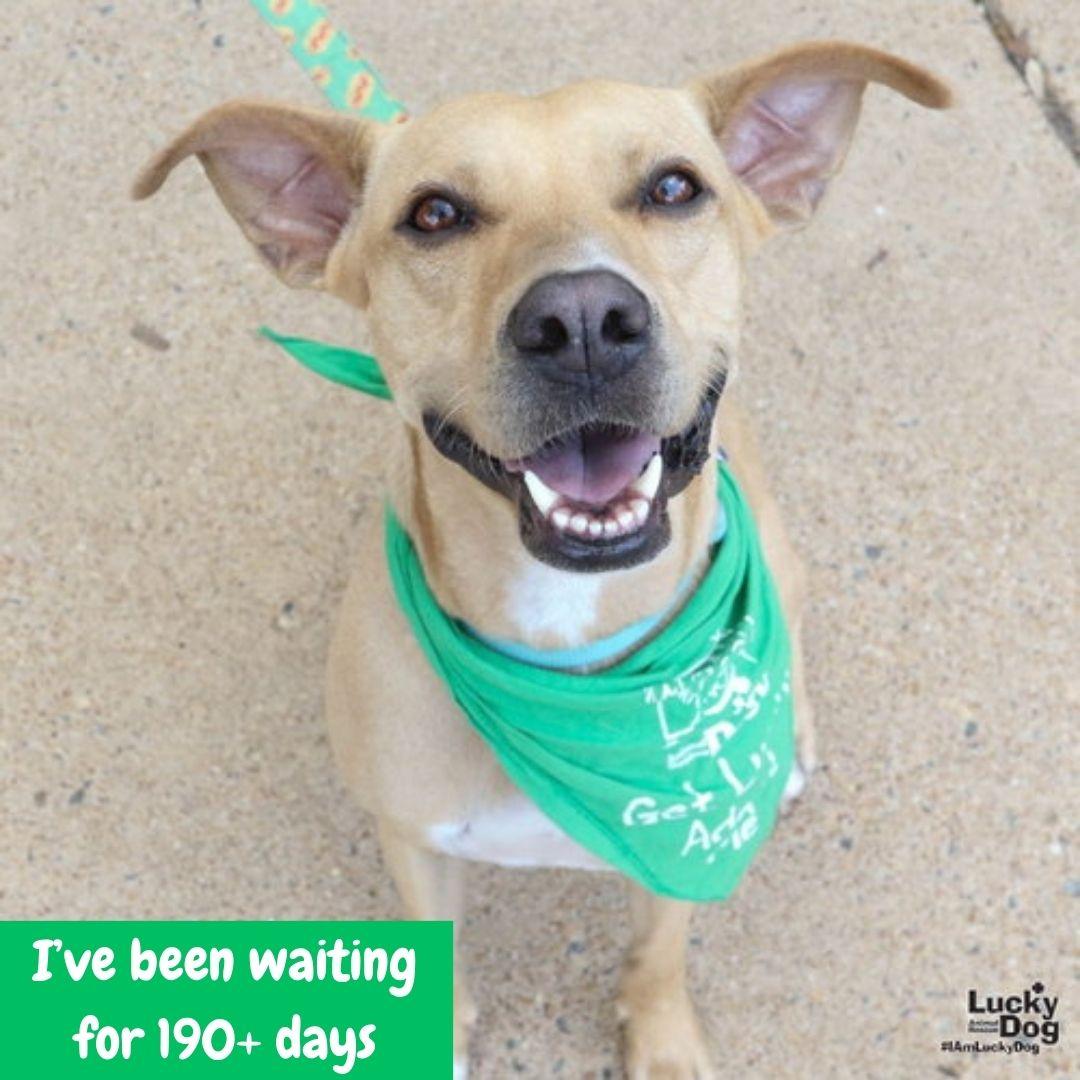 Laly, a Adoptable Labrador Retriever in Washington, DC image 2/3