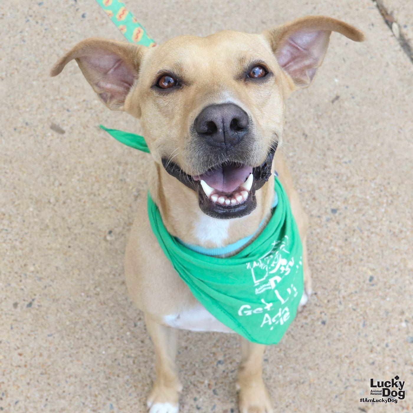 Laly, a Adoptable Labrador Retriever in Washington, DC image 2/3
