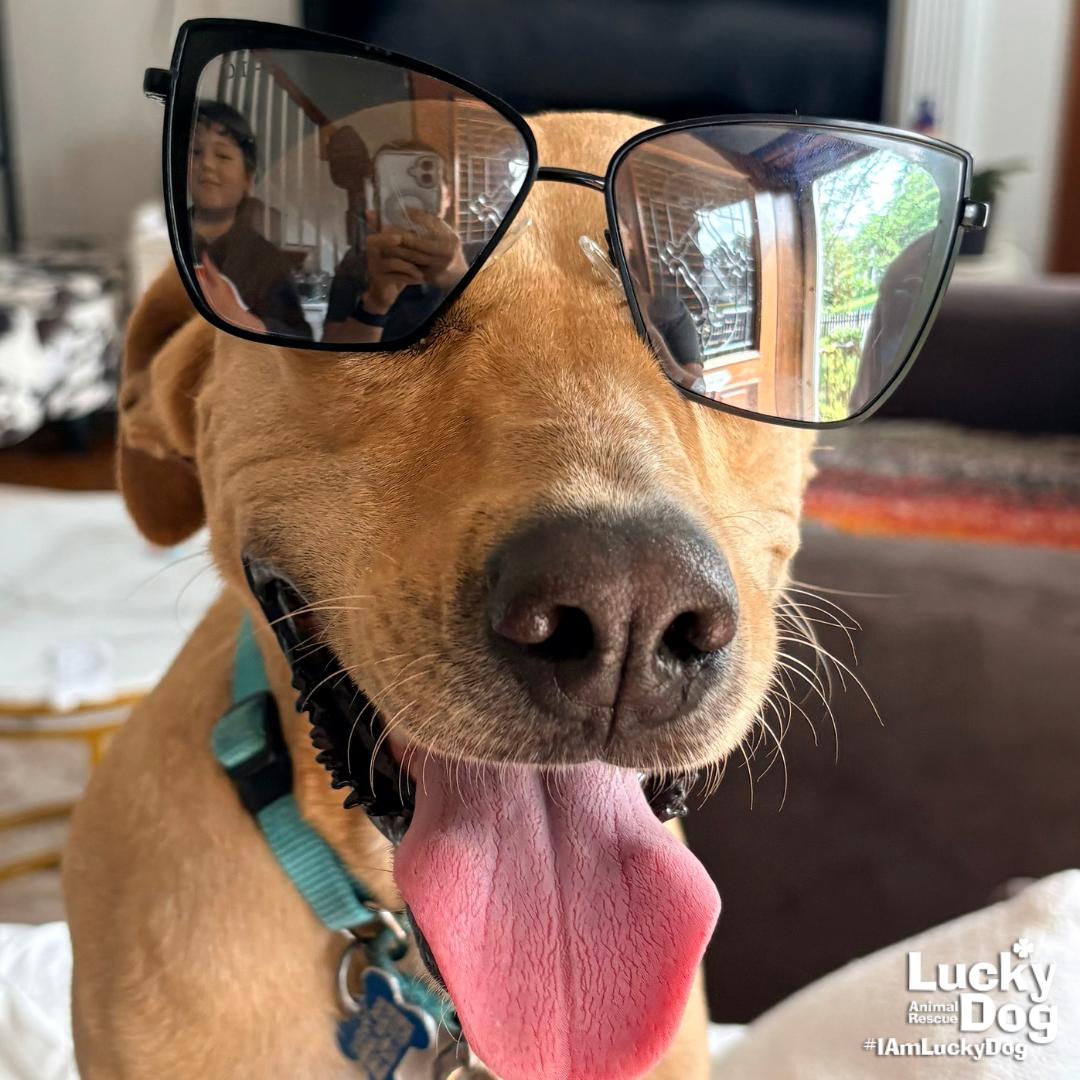 Laly, a Adoptable Labrador Retriever in Washington, DC image 3/3