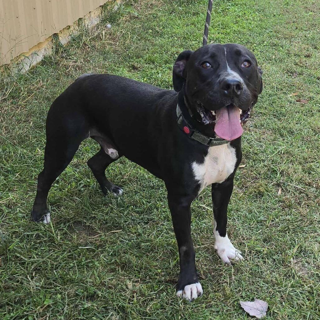 Chance, Adoptable, Adult Male Pit Bull Terrier.