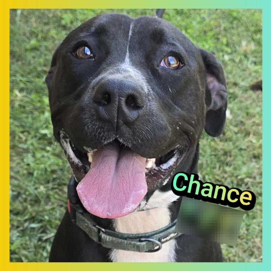 Chance, a Adoptable Pit Bull Terrier in Cleveland, TN image 2/4