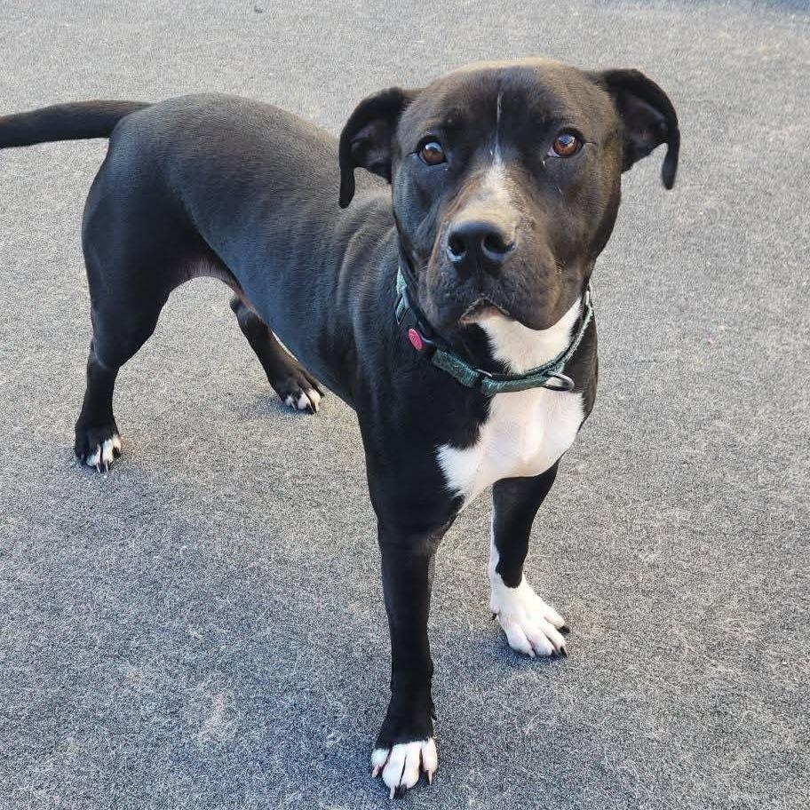 Chance, a Adoptable Pit Bull Terrier in Cleveland, TN image 3/4