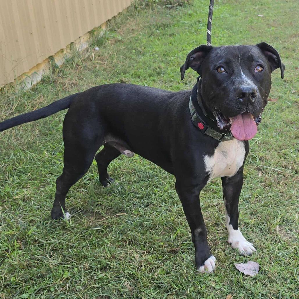Chance, Adoptable, Adult Male Pit Bull Terrier.