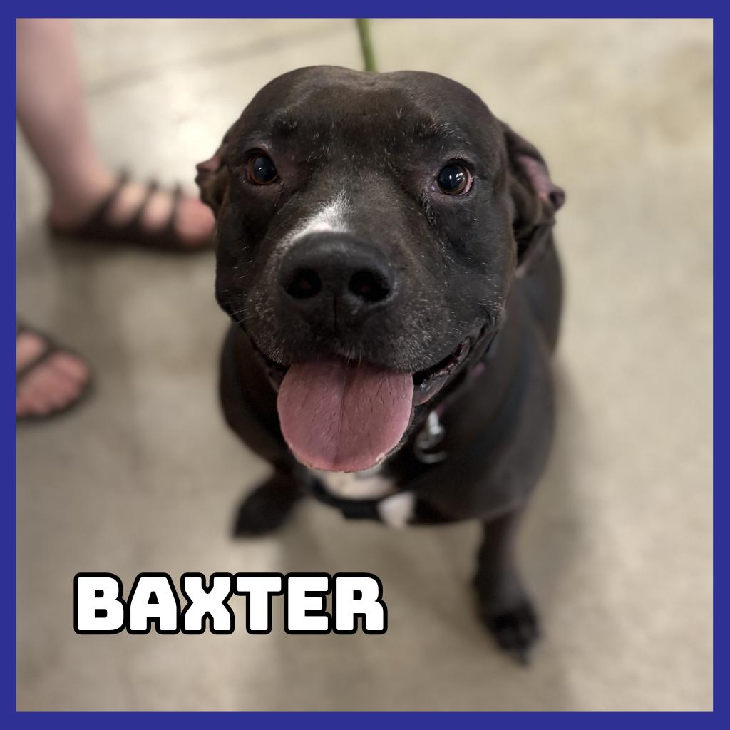 Baxter, a Adoptable mixed breed in Glenwood, MN image 1/2
