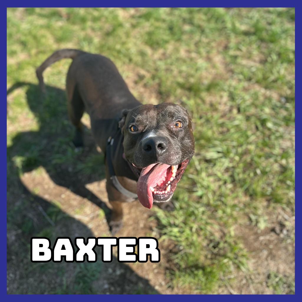 Baxter, a Adoptable mixed breed in Glenwood, MN image 2/2