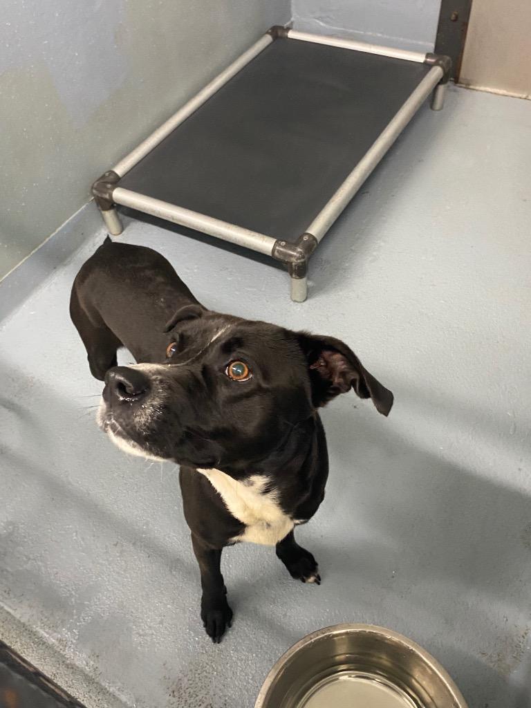 Enlarge Oreo, a Adoptable mixed breed in Cartersville , GA image 1/1