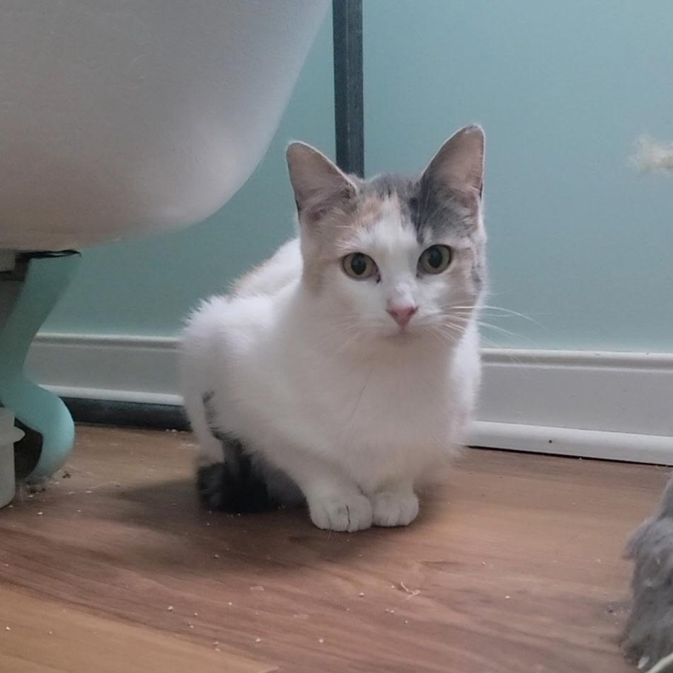 Waffles, an adopted Domestic Short Hair in Hudsonville, MI image 4/4