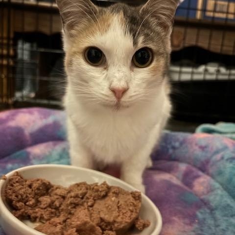 Waffles, an adopted Domestic Short Hair in Hudsonville, MI image 2/4