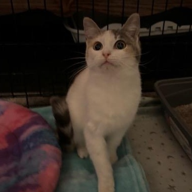 Waffles, an adopted Domestic Short Hair in Hudsonville, MI image 3/4