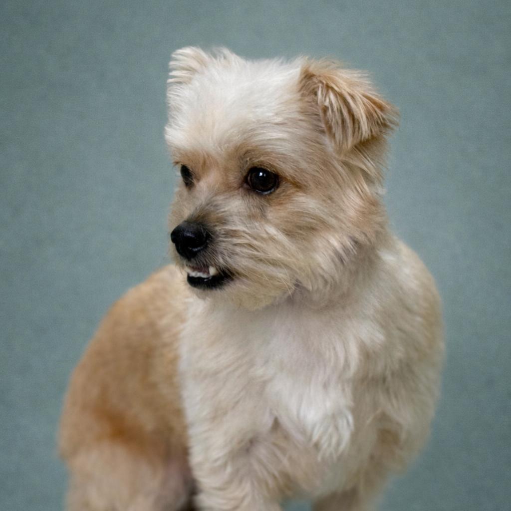 Shaggy: cutest underbite, Adoptable, Adult Male Terrier.