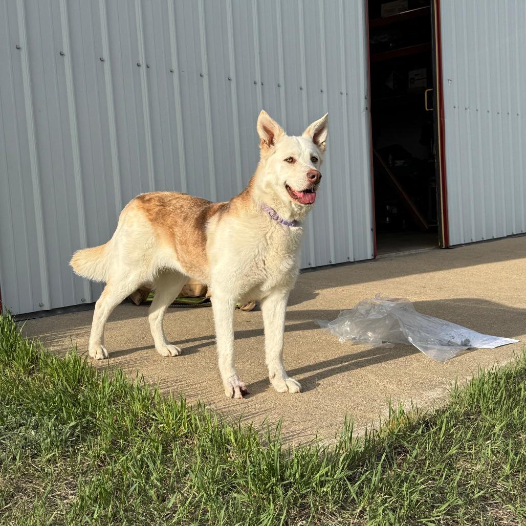 Omega, Adoptable, Adult Female Siberian Husky.