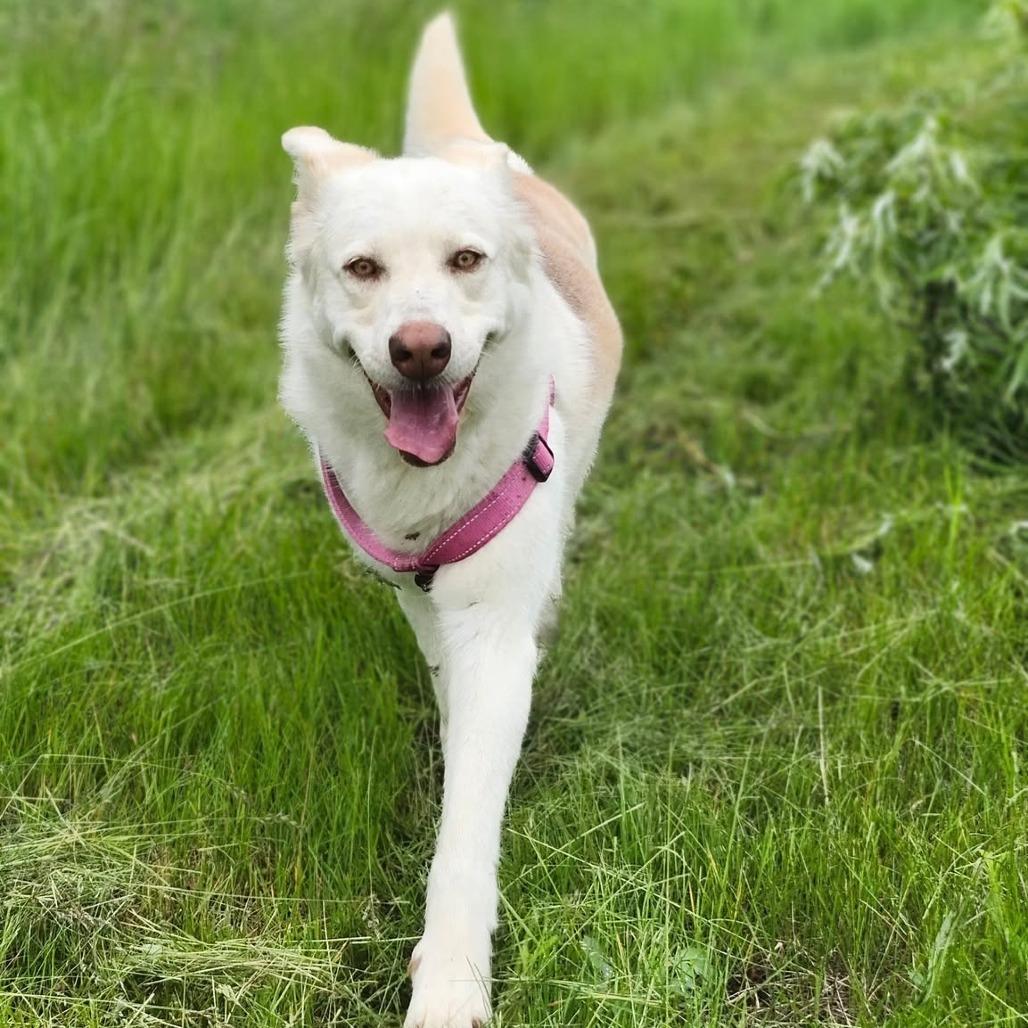 Enlarge Omega, a Adoptable Siberian Husky in Meadow Lake, SK image 2/3
