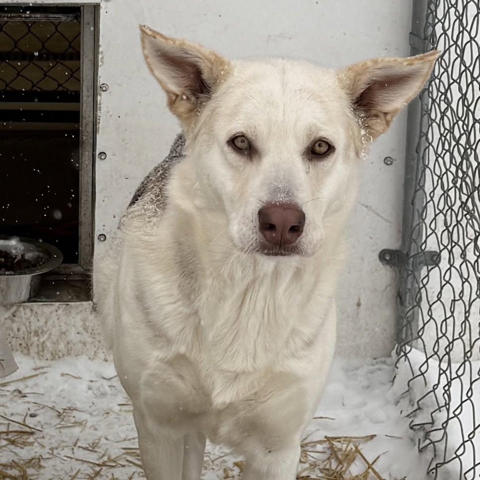 Enlarge Omega, a Adoptable Siberian Husky in Meadow Lake, SK image 3/3