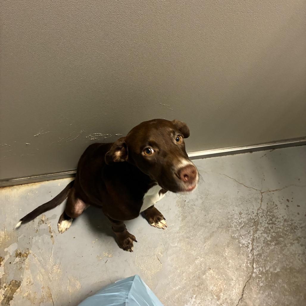Gleep, Adoptable, Puppy Female Hound & Mixed Breed.
