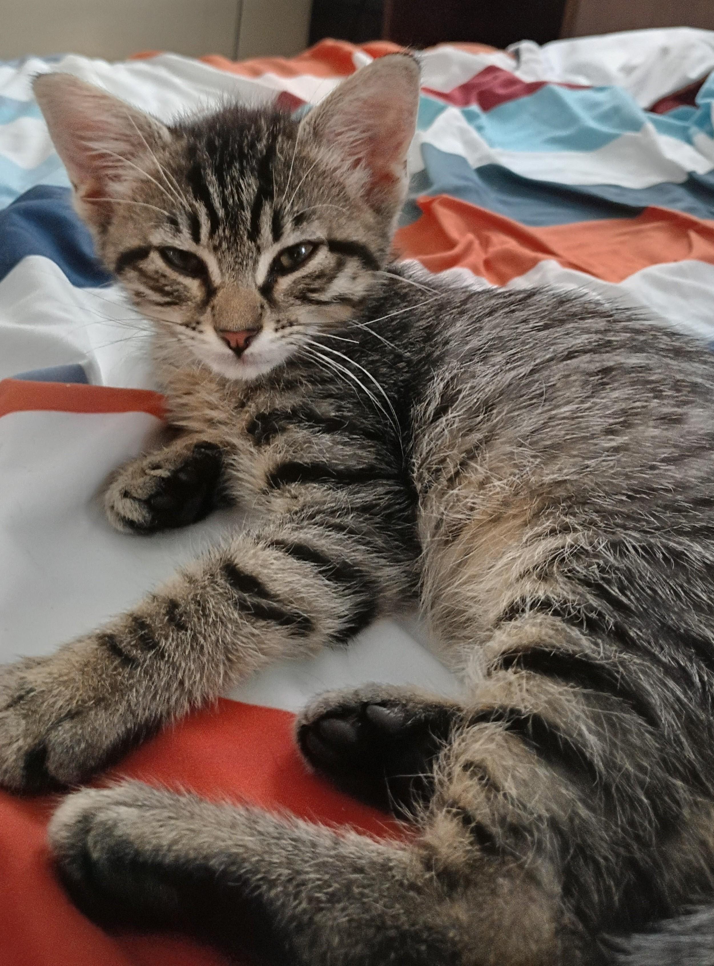 Miss Tabby, a ADOPTABLE Domestic Short Hair in Arnold, MO image 2/2
