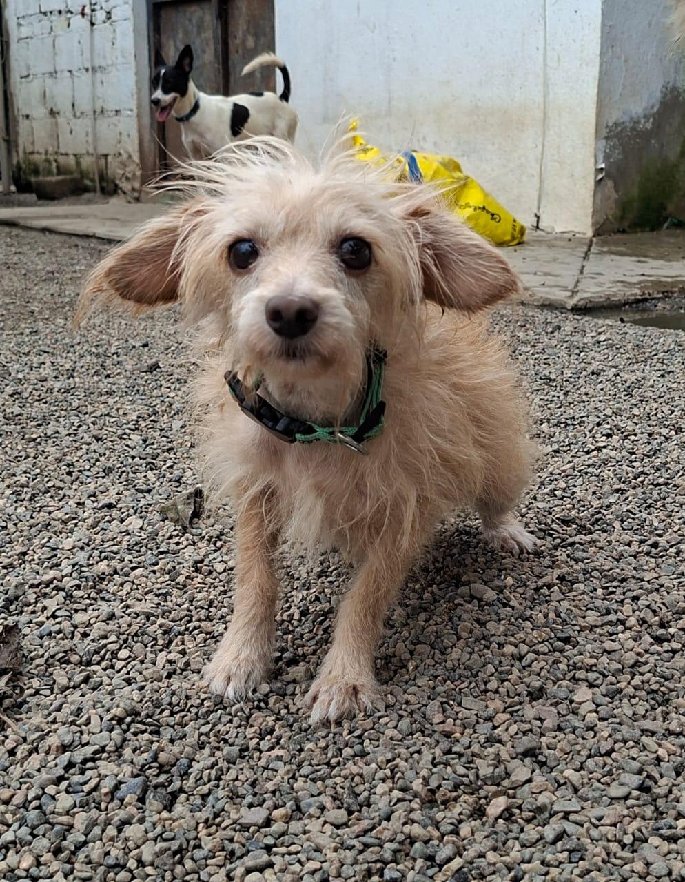 Enlarge Bruno, a Adopted mixed breed in EL COLORADO, JAL image 3/6