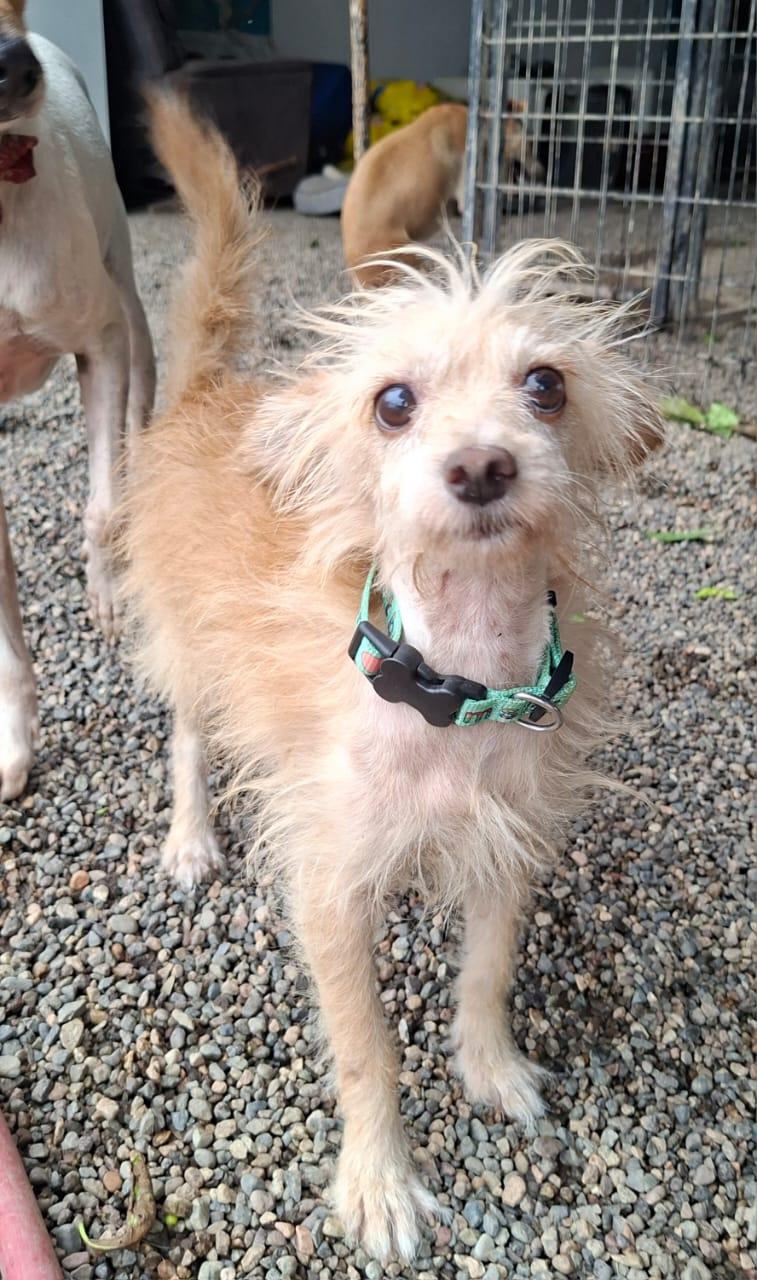 Enlarge Bruno, a Adopted mixed breed in EL COLORADO, JAL image 4/6