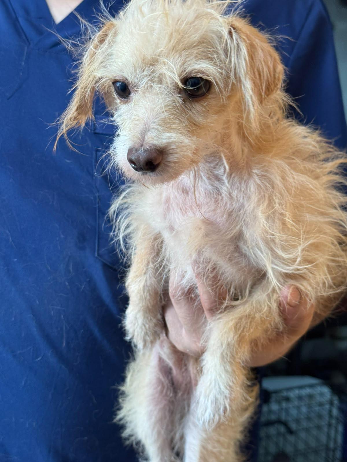 Enlarge Bruno, a Adopted mixed breed in EL COLORADO, JAL image 1/6