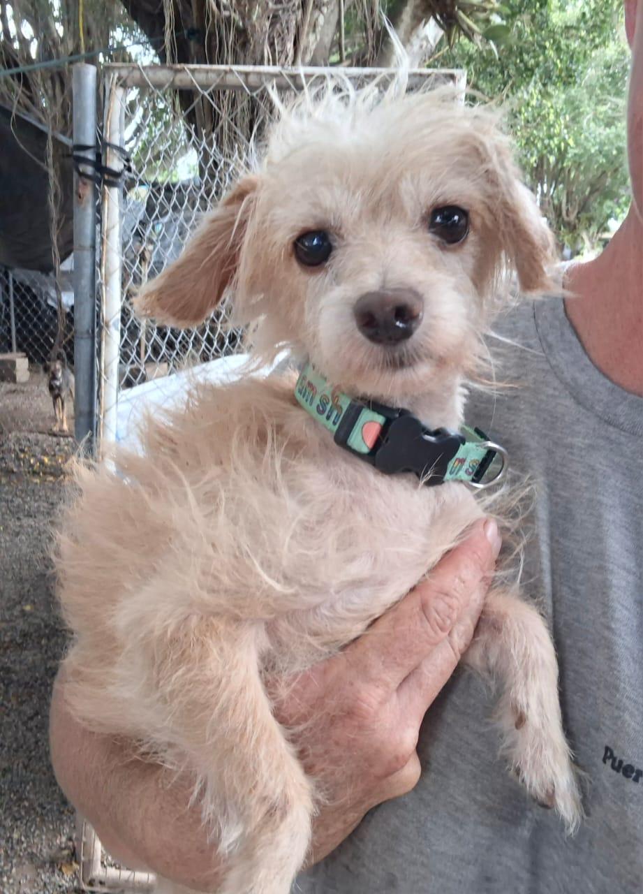 Enlarge Bruno, a Adopted mixed breed in EL COLORADO, JAL image 6/6