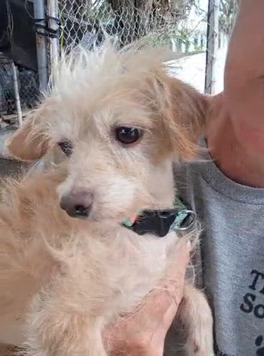 Enlarge Bruno, a Adopted mixed breed in EL COLORADO, JAL video 5/6